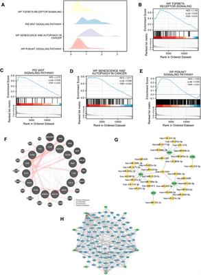 Mitochondrial energy metabolism-related gene signature as a prognostic indicator for pancreatic adenocarcinoma